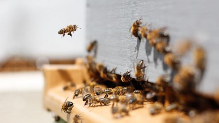 Bijen sterven massaal door amandelmelk-hype